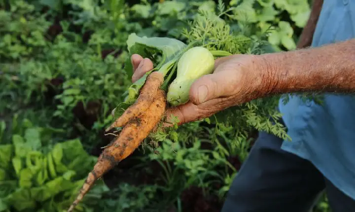 Brasil terá crédito de US$ 1,2 bi para projetos agrícolas    