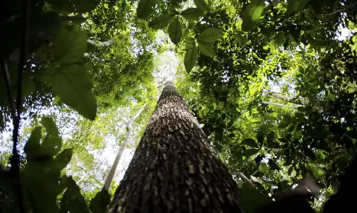 Consulta pública recebe sugestões para produção de carbono verde