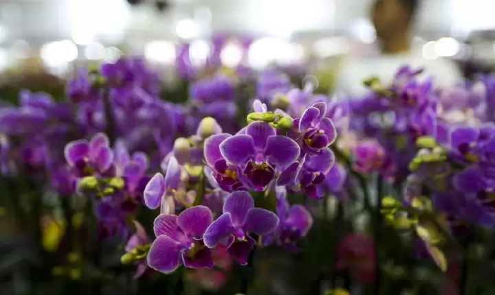 Setor de flores da Ceagesp estima aumento nas vendas para Dia das Mães