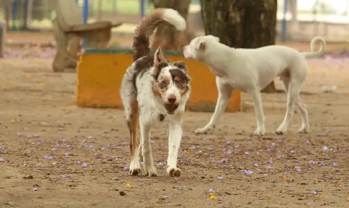SP: centro de adoção de cães e gatos volta a funcionar presencialmente