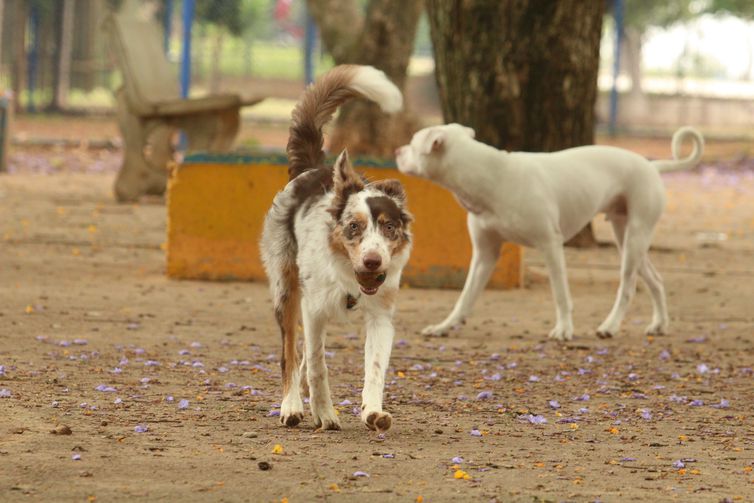 SP: centro de adoção de cães e gatos volta a funcionar presencialmente
