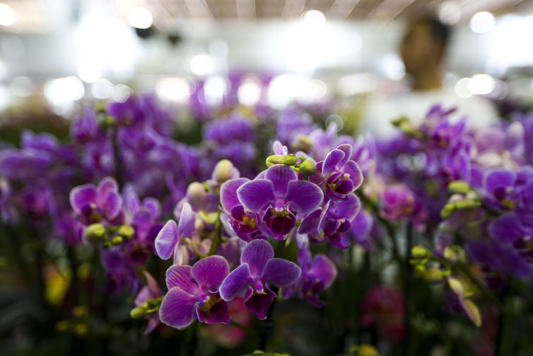 Setor de flores da Ceagesp estima aumento nas vendas para Dia das Mães